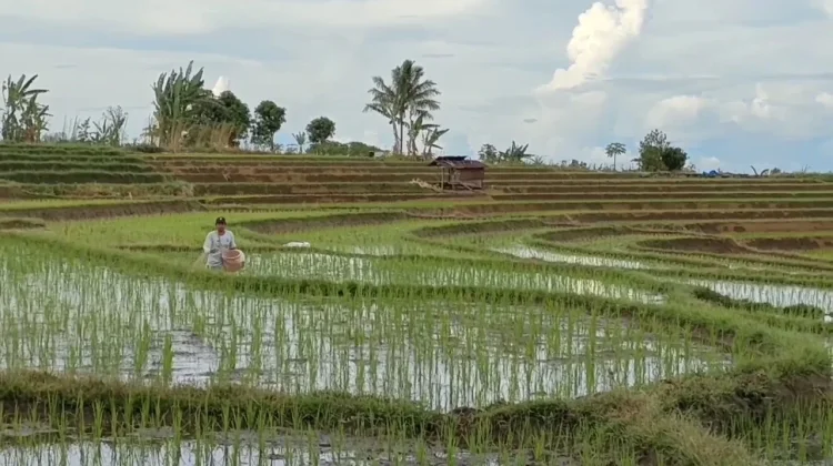 Stok Aman, Petani di Bengkulu Utara Bisa Ajukan Bantuan Pestisida