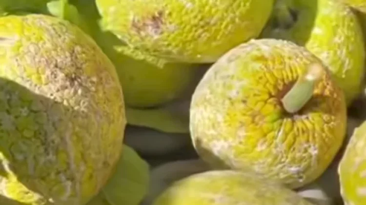 Sukun Berpotensi Menjadi Sumber Pangan Super Food