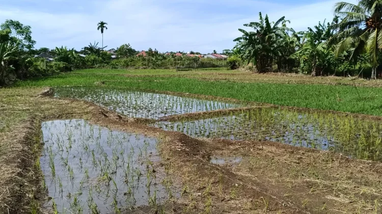 Pasca Banjir Rendam Area Persawahan, Petani Khawatir Gagal Panen