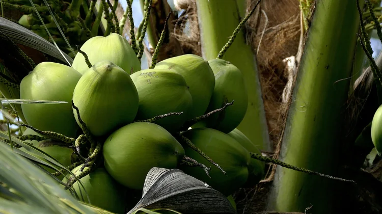 Air Kelapa Bisa Bersoda? Ini Faktanya