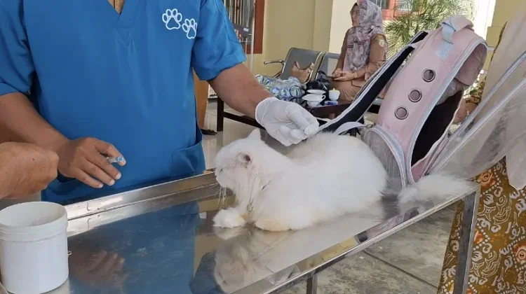Pemprov Bengkulu Gencarkan Vaksinasi Rabies