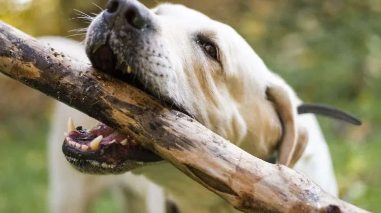 Seorang Anak Di Bengkulu Utara Jadi Korban Gigitan Anjing Liar