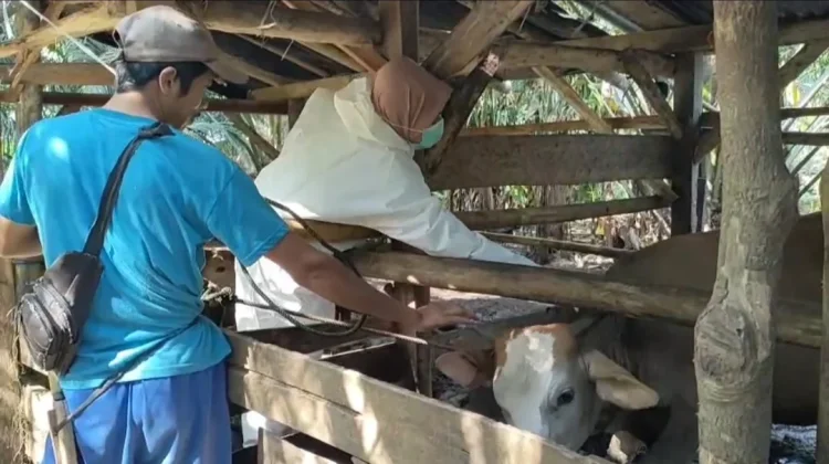 jelang Idul Adha Tim Kesehatan Hewan Mulai Lakukan Vaksinasi PMK