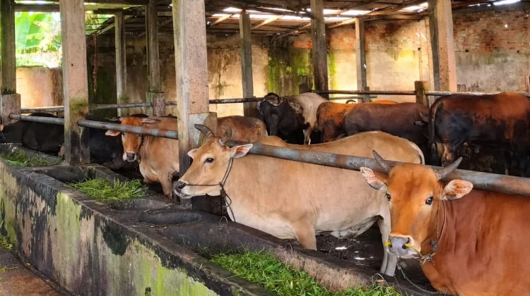 Peternakan Sapi di Bengkulu Siapkan Hewan Kurban Jelang Idul Adha