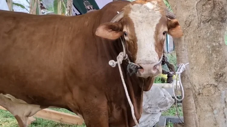 Pemprov Bengkulu Siapkan Hewan Kurban
