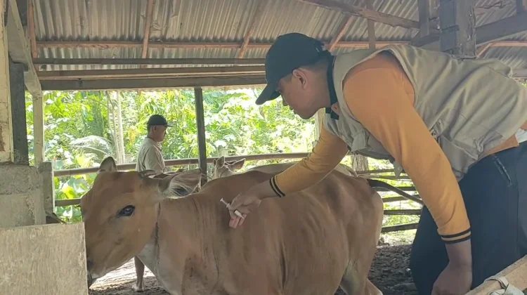 Jelang Idul Adha, Pengecekan Kesehatan Hewan Qurban Akan Dilakukan