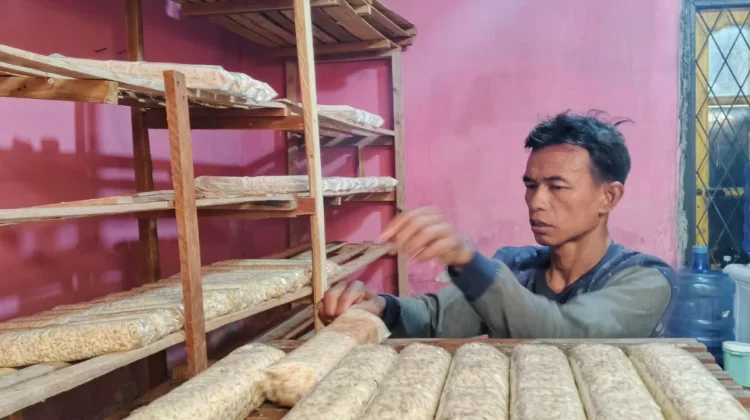 Harga Kedelai Naik, Produsen Tempe di Kota Bengkulu Tetap Produksi Normal