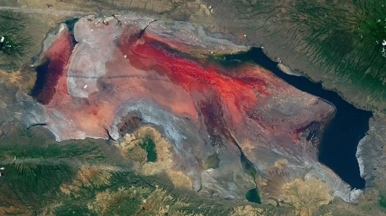 Ngeri! Danau di Tanzania Ini Bisa Mengubah Hewan Menjadi Batu