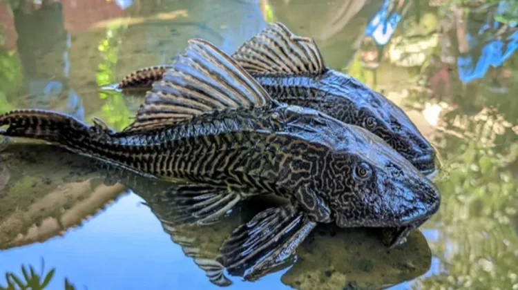 Dilema Ikan Sapu-Sapu: antara Hiasan dan Konsumsi