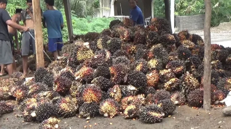 Harga Sawit Bengkulu Naik! tapi Pengusaha Banyak yang Absen