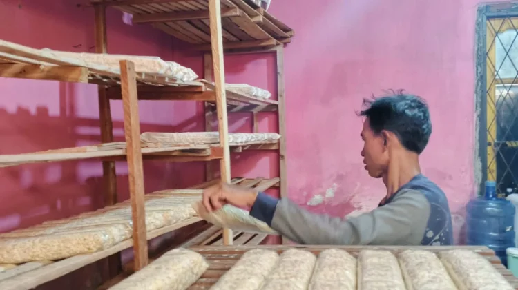 Harga Kedelai Naik, Perajin Tempe Bengkulu Sesuaikan Harga