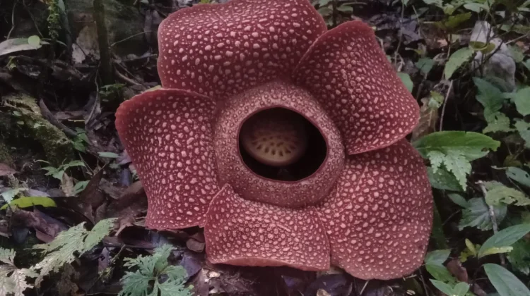 Bunga Rafflesia Arnoldii Mekar di Jalur Bengkulu–Kepahiang