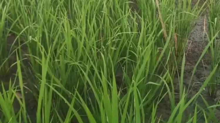 Sebanyak 50 Hektar Sawah di Rejang Lebong Terancam Alih Fungsi
