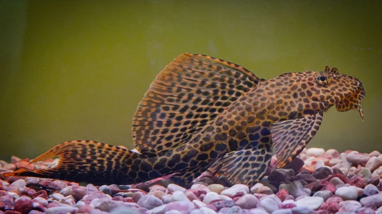 Waspada, Ini Bahaya Mengonsumsi Ikan Sapu-Sapu bagi Tubuh