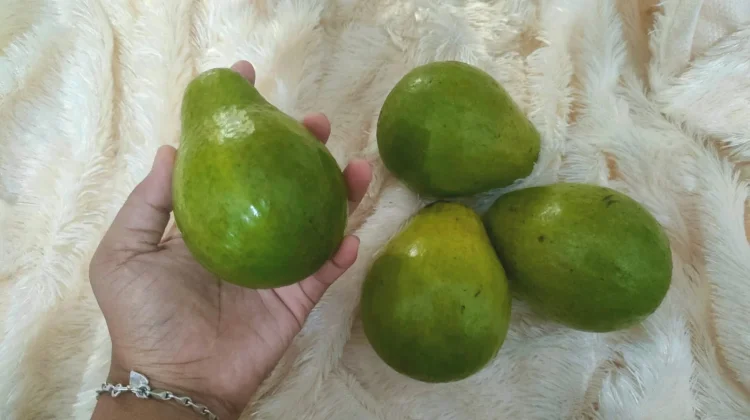 Tips Memilih Buah Alpukan yang Matang Sempurna