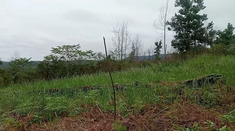Persiapan Lahan Kosong sebelum Ditanami Buah dan Sayur