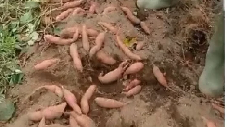 Perawatan Tanaman Ubi Jalar agar Berbuah Banyak