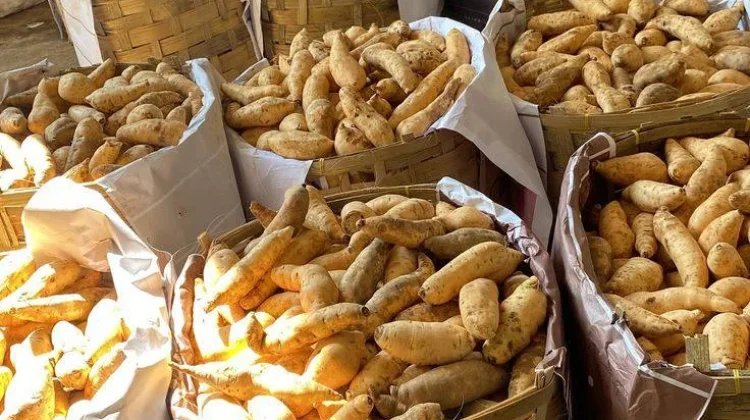 Cara Bertanam Varietas Ubi Cilembu
