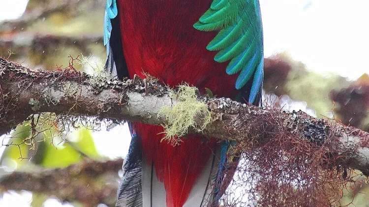 Cuma Ada di Sini! Burung yang Bulunya Pernah Lebih Mahal dari Permata