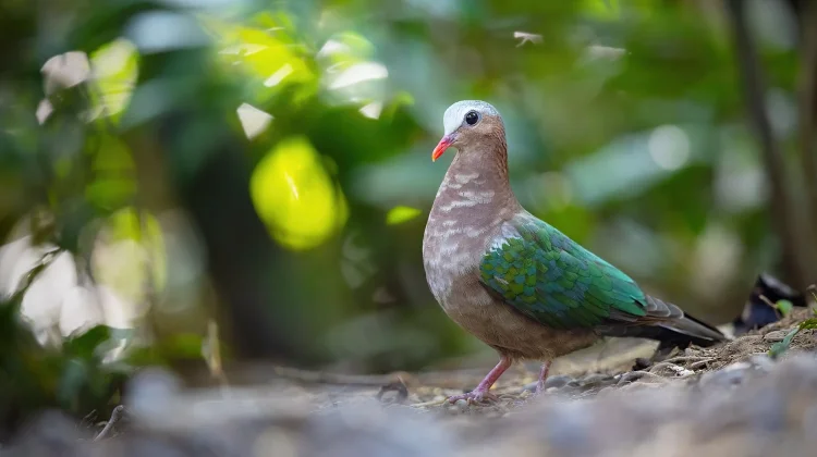 Mengenal Asian Emerald Dove, Si 'Permata' yang Pemalu
