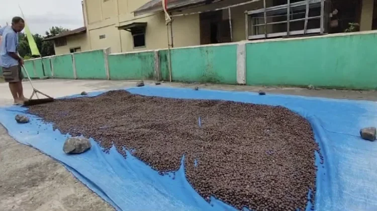 Harga Kopi Bengkulu Masih Tinggi, tapi Kualitas Jadi Tantangan Besar