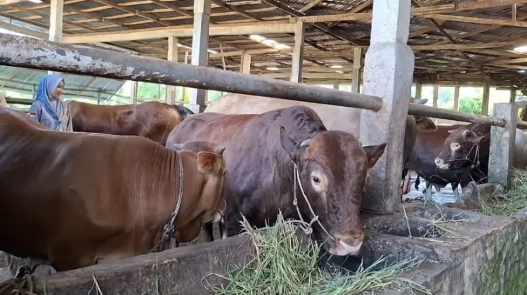 Sapi Kurban Presiden Disiapkan, Bengkulu Masih Tunggu Verifikasi Akhir