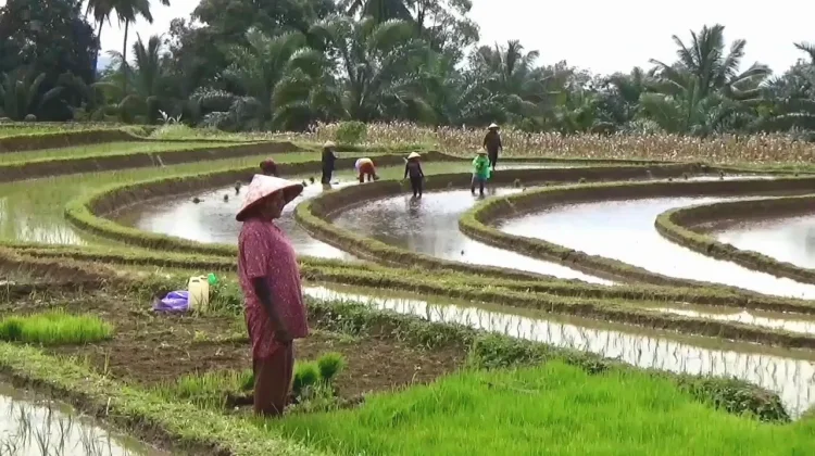 Kelompok Tani di Bengkulu Utara Dapat Bantuan Perbaikan Irigasi