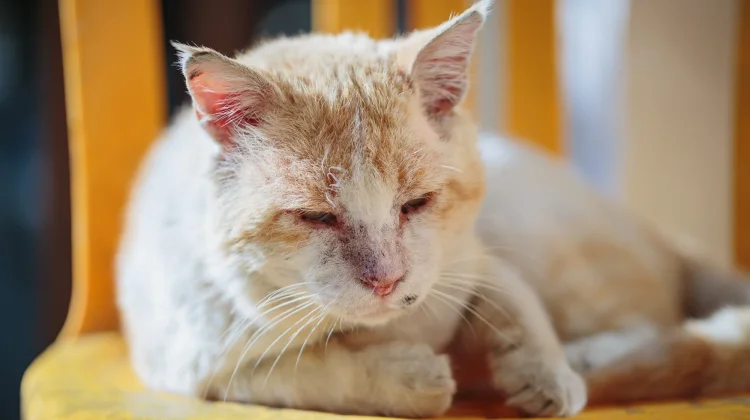 Waspada Penyakit pada Kucing Rumahan, Kenali Gejala dan Cara Pencegahannya