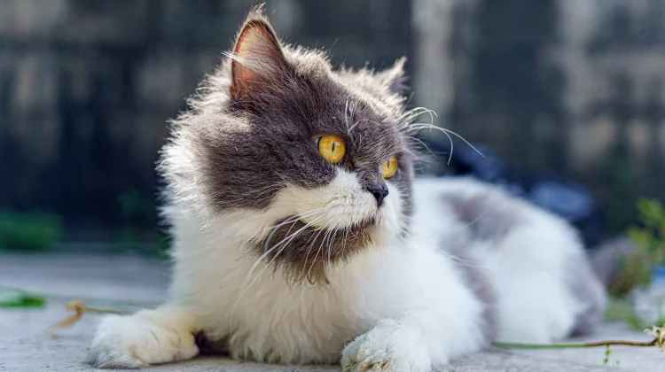 Perawatan Bulu Kucing Jadi Kunci Kesehatan dan Kenyamanan Hewan Peliharaan