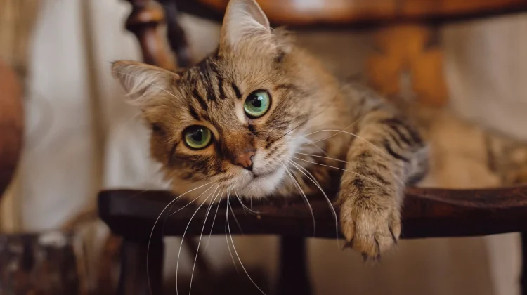 Kucing Sering Muntah? Kenali Penyebab dan Cara Menanganinya