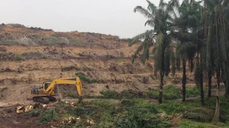Serapan Dana Replanting Bengkulu Utara Tahun 2025 Capai 24,7M