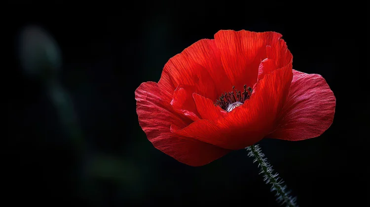Makna Red Poppy Bunga Kecil dengan Sejarah Besar