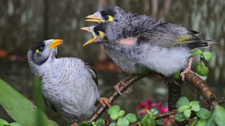 Noisy Miner: Mengenal 'Preman Bersayap' yang Paling Dibenci di Australia