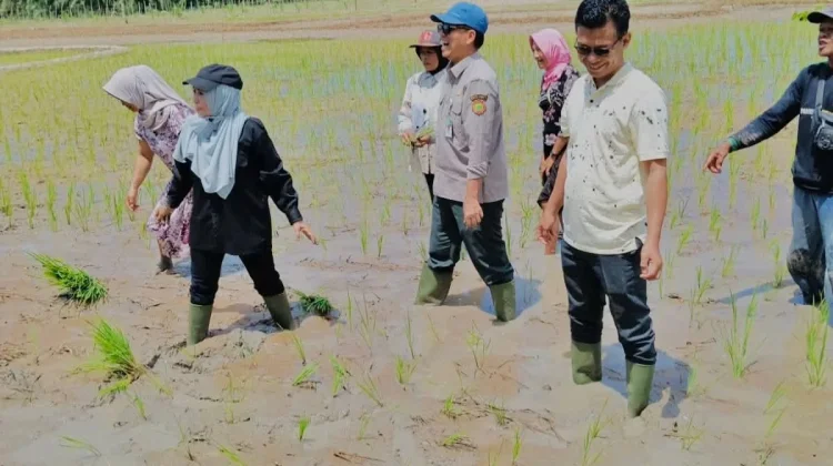 Antisipasi Kemarau Ekstrem, Dinas Pertanian Gelar Tanam Padi Serentak