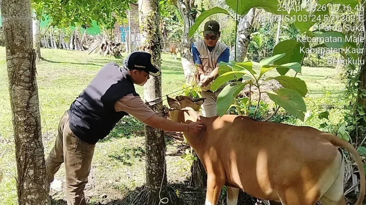 Tim Kesehatan Hewan Kaur Mulai Laksanakan Vaksinasi PMK