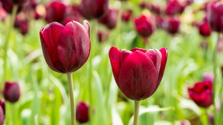 Dari Manakah Asal Bunga Tulip Sebenarnya?