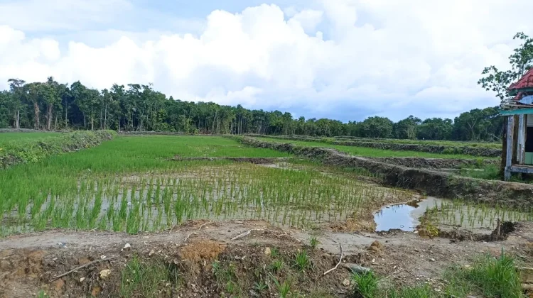 Realisasi Cetak Sawah Bengkulu Masih Berproses, Capai 86 Hektare