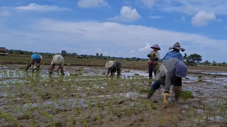 Penyaluran Benih Padi dan Jagung Bengkulu 2026 Berjalan Bertahap