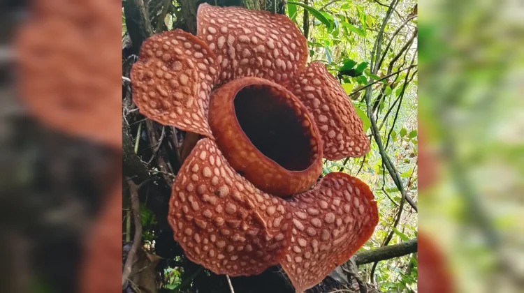 Rafflesia Kemumu Kembali Mekar
