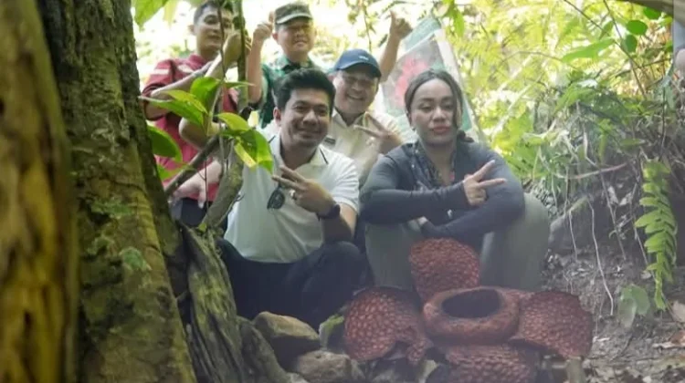 Kemumu Bengkulu Utara Diproyeksikan Menjadi Kawasan Konservasi Puspa langka