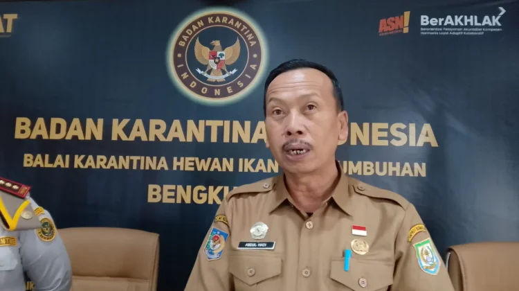 Bengkulu Dapat 11 Sapi Kurban Presiden, Seluruh Kabupaten/Kota Kebagian