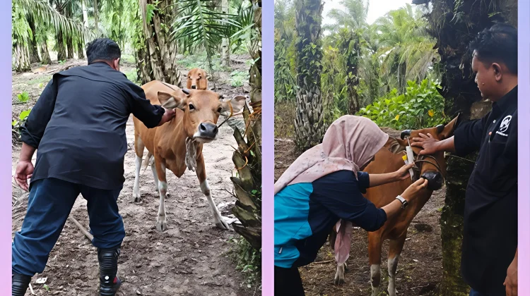 Pemkot Bengkulu Vaksinasi Ratusan Hewan Ternak Cegah PMK dan Jembrana