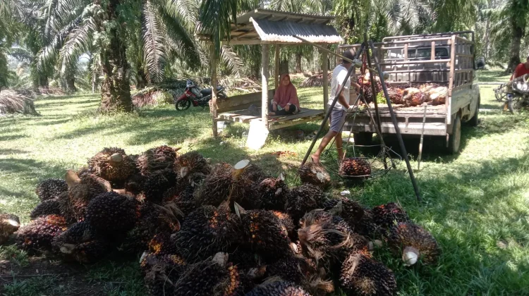 Harga Tandan Buah Segar di Ipuh Stabil