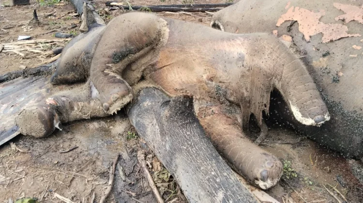 Induk dan Anak Gajah Mati, Kegagalan Perlindungan Hutan Seblat