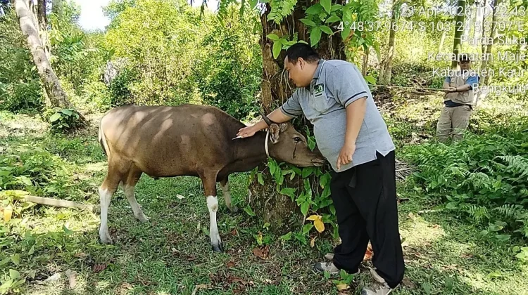 Dinas Pertanian Kaur Mulai Lakukan Pengecekan Kesehatan Hewan Kurban