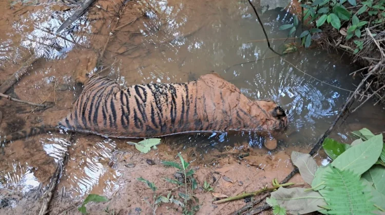Gajah dan Harimau Mati, Koalisi Bentang Seblat Tuntut Pertanggungjawaban