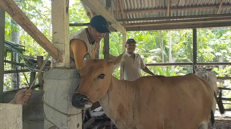 Berikut Cara Memilih Hewan Kurban yang Sesuai Ketentuan