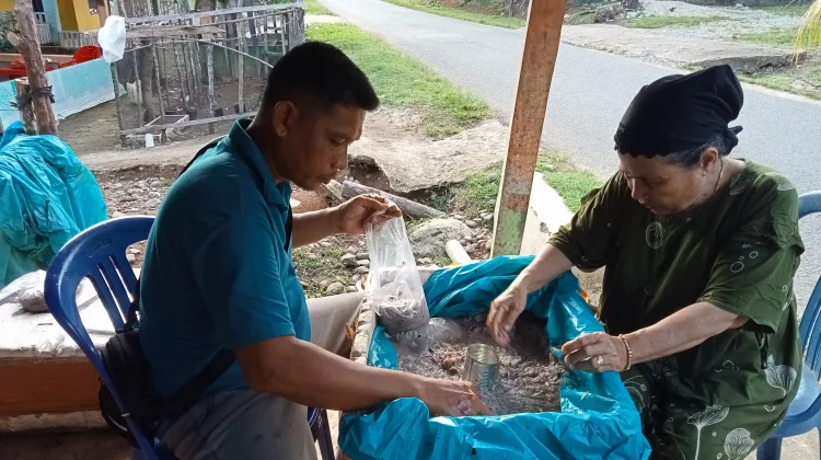 Musim Ikan Mungkus, Warga Ipuh Nikmati Kuliner Favorit