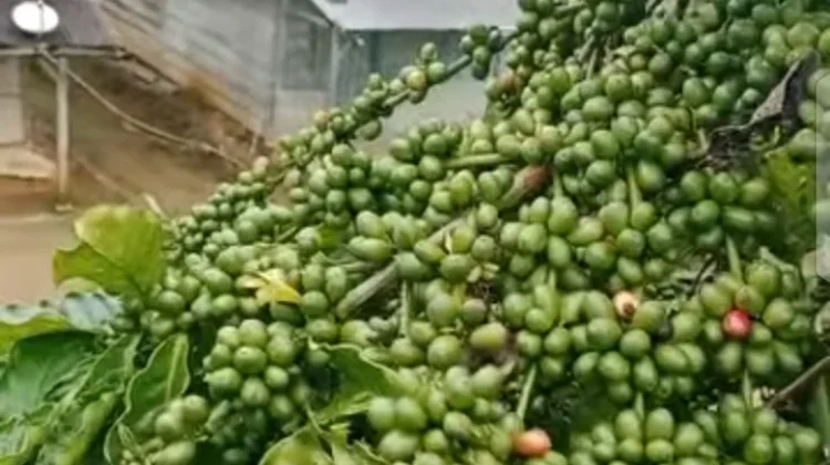 Harga Kopi di Kepahiang Capai Rp48.000 Per Kilogram