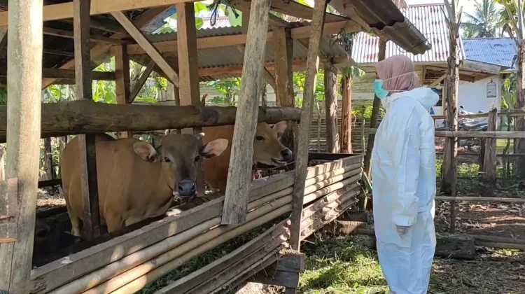 Harga Sapi Kurban di Bengkulu Utara Meningkat
